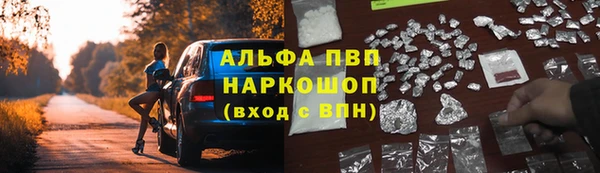 стаф Алзамай