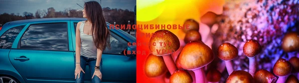 стаф Алзамай